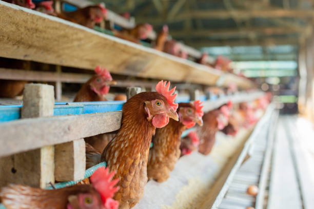 istock egg Chickens  in cage  poultry farm, Beautiful hens multi color 1393112903