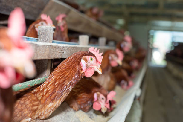 istock Chickens egg in cage  poultry farm, Beautiful hens multi color 1393113536