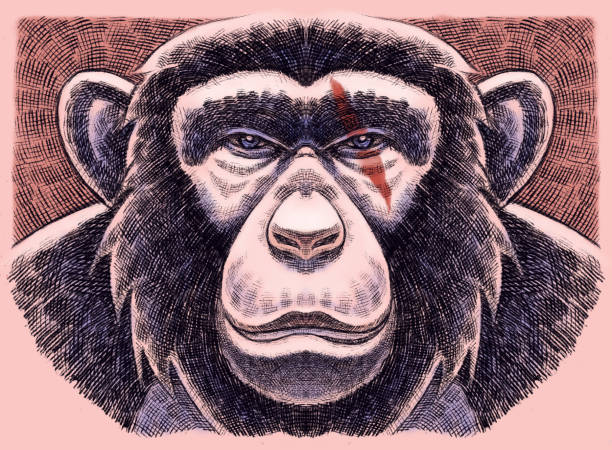 chimpanzee head digital painting / raster illustration of chimpanzee head angry monkey stock illustrations