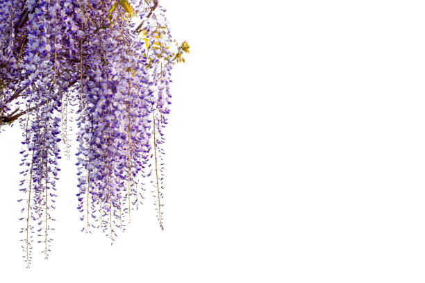 istock Wisteria flowers isolated on white 1393114041