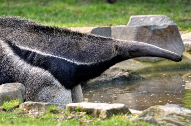istock Giant Anteater in the water 1393114980