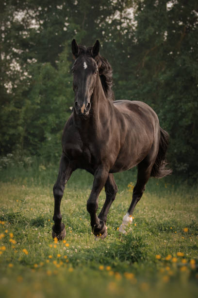 istock Black horse runs through the meadow 1393116306