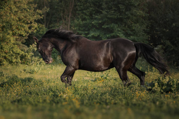 istock Black horse runs through the meadow 1393116332