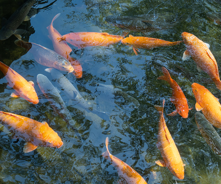 Schöne große Kois im Fischteich