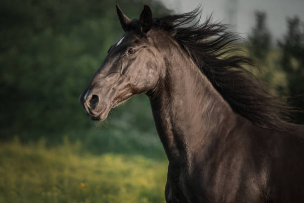 istock Portrait of a black horse 1393116366