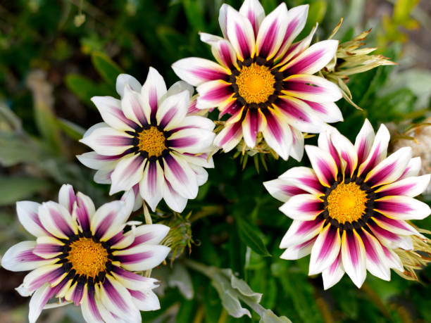 istock Red and white Gazanias 1393116423