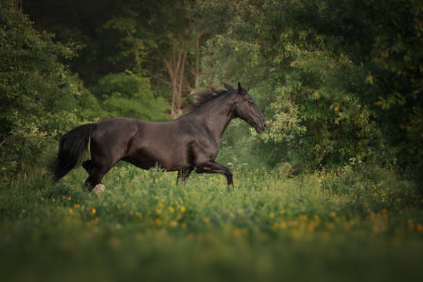 istock Black horse runs through the meadow 1393116455