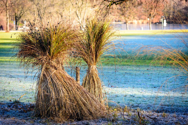 Bound ornamental grass Pampas grass prepared for winter in Munich Westpark ornamental grass stock pictures, royalty-free photos & images