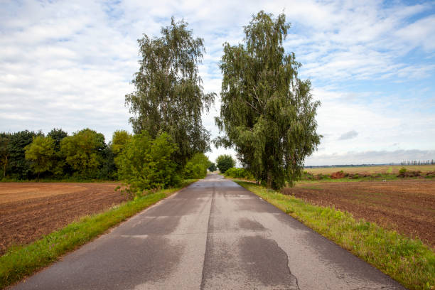 paved road with different plants growing on the side of the road, landscape on the asphalt road for vehicles