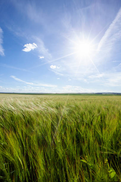 istock green cereal field with wheat in summer 1393117389