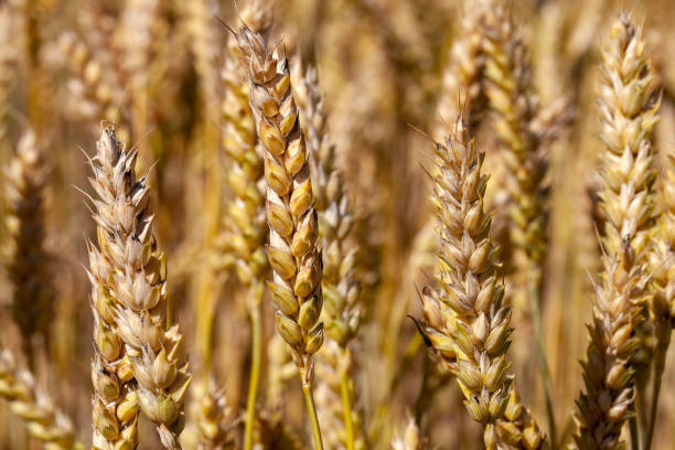 golden grain field with wheat, green yellow wheat cereals before harvest