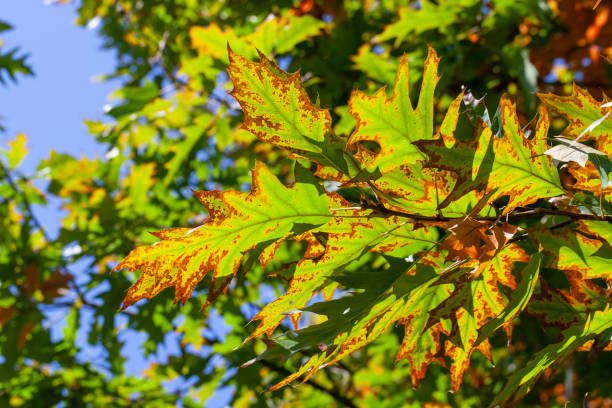 oak foliage turning yellow in autumn during leaf fall - oak leaf oak tree acorn season imagens e fotografias de stock
