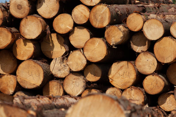 istock a large amount of pine wood during logging 1393117566