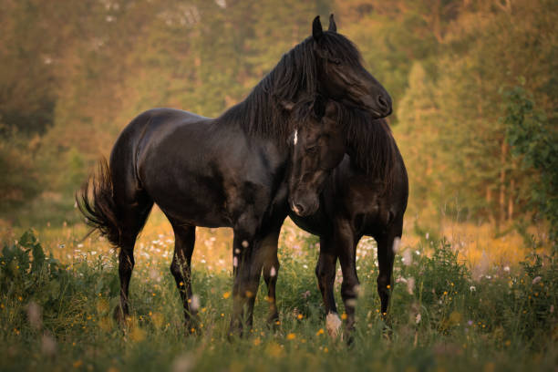 istock Two beautiful black horses hugging as friends 1393117714