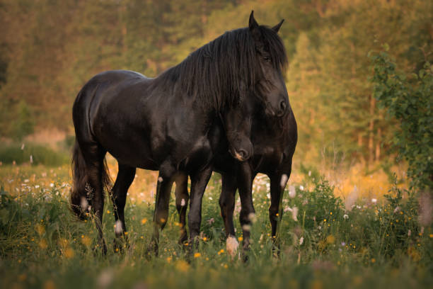 две красивые черные лошади обнимаются как друзья - horse black stallion friesian horse стоковые фото и изображения