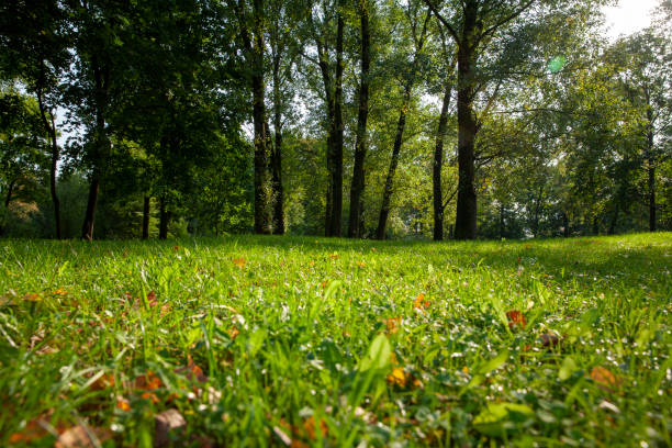 fallen autumn foliage of trees on green grass, autumn yellow foliage on green grass in early autumn