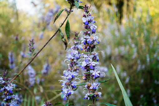 Lots of small purple wild flowers with shallow depth of field.