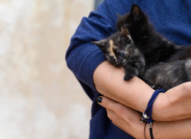Unrecognizable woman with baby kittens in her arms Adorable cat puppies in the loving arms of an unrecognizable woman. Selective focus. Love for animals black cat costume stock pictures, royalty-free photos & images