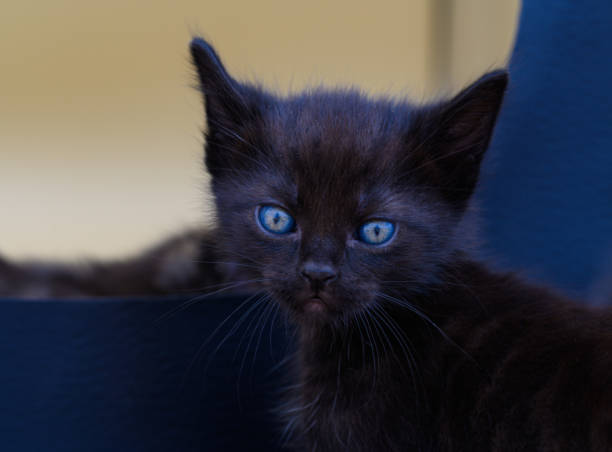 adorable black kitten looking at camera with blurred background Closeup of fluffy black cat with blue eyes looking at camera curious. Selective focus and copy space. black cat costume stock pictures, royalty-free photos & images