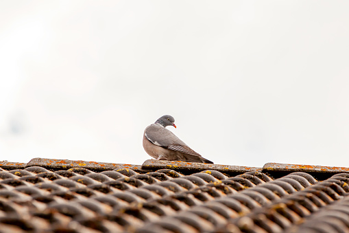Daytime close-up from directly below of a single adult common wood pigeon (Columba palumbus) sitting on the ridge of a house with white rakes and weathered roof tiles