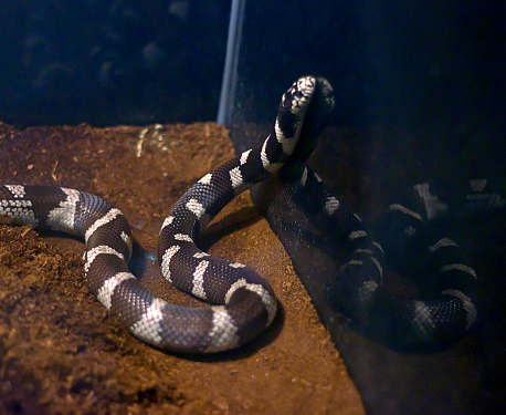 Gray-banded Kingsnake, lampropeltis alterna blairi, Adult with Tongue out, standing on Stone