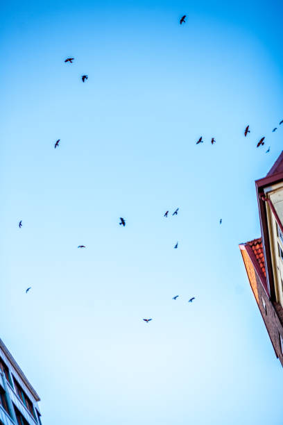 istock Sky in city with birds flying 1393123483