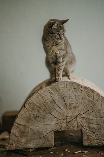 Beautiful gray cat sitting on a log indoors.