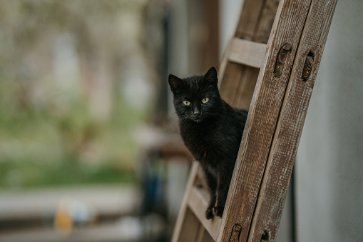 Beautiful black cat sitting on a wooden ladder outdoors.