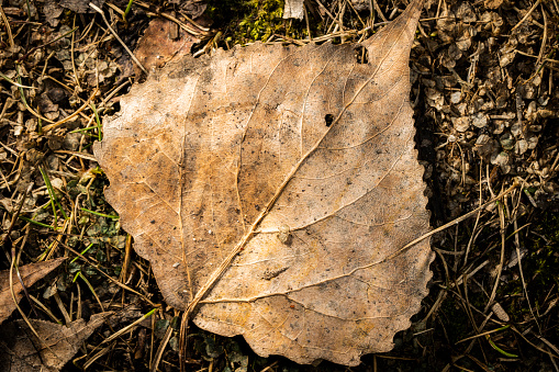 Close-up of a brown leaf on the surface floor of an autumn forest.