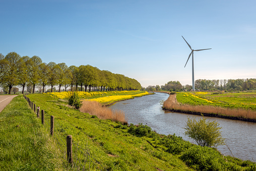 Picturesque Dutch landscape in the spring season. The narrow river meanders through the landscape. It's spring. The yellow rapeseed blooms profusely along the bank. In the background is a wind turbine