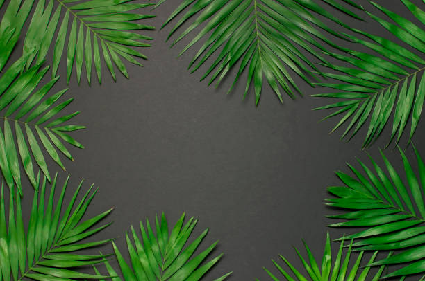 istock Creative minimal background with tropical leaves. Tropical palm leaves on gray black background. Flat lay, top view, copy space. Summer background, nature. Leaf pattern 1393125797
