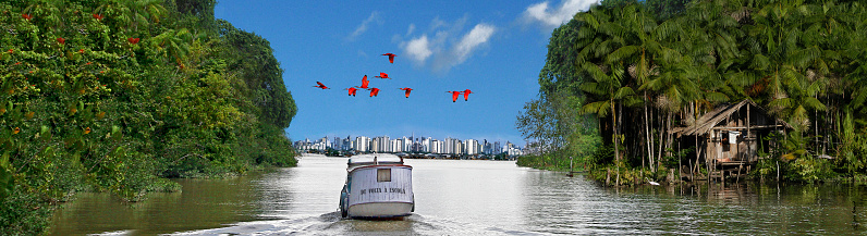 View of a boat leaving the Combu Island, with a flock of Scarlet Ibis birds or Guarás, with the skyline of Belém on the background. Ilha do Combu, Pará State, Amazon, Brazil. 2015.