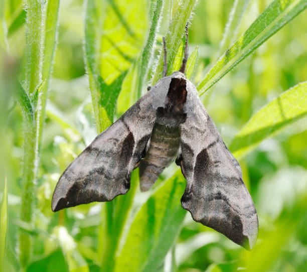 Eyed hawk-moth (Smerinthus ocellatus) Smerinthus ocellatus, the eyed hawk-moth, is a European moth of the family Sphingidae. The species was first described by Carl Linnaeus in his 1758 10th edition of Systema Naturae. 
The eyespots are not visible in resting position, where the forewings cover them. They are displayed when the moth feels threatened, and may startle a potential predator, giving the moth a chance to escape.
The Eyed Hawk-Moth, so called from a large and beautiful spot in each of the hind wings that somewhat resembles an eye. The fore wings are brown, with a very beautiful reddish bloom over them, and clouded with olive-brown. The hind wings are of a delicate rosy red at the base, and a pale brown towards the margin; and each has a large and beautiful eye-like spot, grey in the center, surrounded with blue, and the blue surrounded by a black ring. The skin of the caterpillar is rough; it is pale green, sprinkled with white, and has seven oblique white stripes on each side. The horn at the tail is blue. It is very common in the autumn, feeding on apple trees in gardens, and on willow bushes in hedges. The chrysalis is red-brown, and glossy. The Moth is found about Midsummer.
Larva:
The larva (caterpillar) is pale bluish or yellowish green with small white-tipped tubercules and a grey-blue tail horn. The sides are striped white or yellow and the spiracles are white ringed with dark red. The larvae grow to about 80 mm. The larval food plants are various species of Salix, Populus and Malus (source Wikipedia). 
The adult (imago) is very similar in appearance to the other two western Palaearctic Smerinthus species and is a common Moth in Europe.

This Picture is made during a long weekend in the Eifel (Germany) in June 2019. smerinthus ocellatus stock pictures, royalty-free photos & images