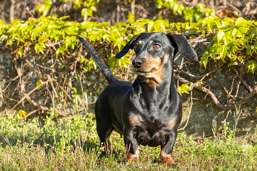 Wire-haired Kaninchen Dachshund