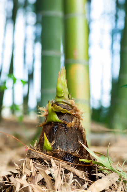 brotos de bambu - bamboo shoot - fotografias e filmes do acervo