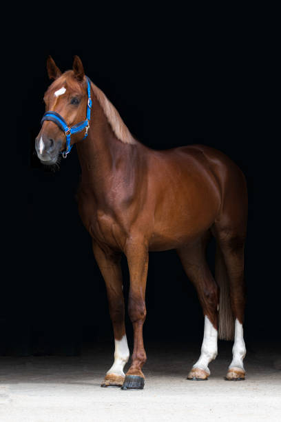 istock Young chestnut horse 1393130299