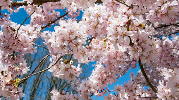 istock Cherry blossom trees blooms in Scandinavia 1393131749