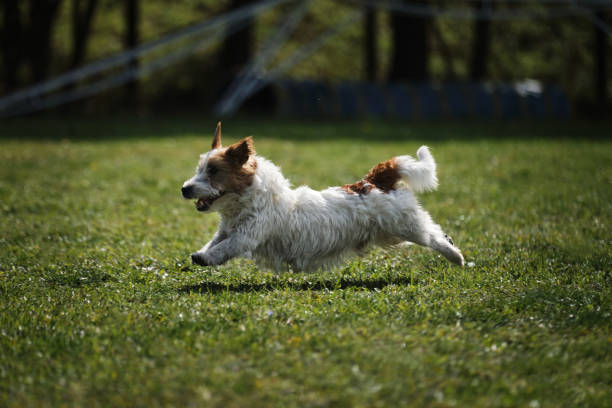 istock Active energetic small young hunting dog breed on move. Wire haired Jack Russell Terrier runs fast across field in park and has fun outside. 1393131815
