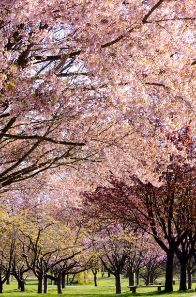 istock Cherry blossom trees blooms in Scandinavia 1393131891