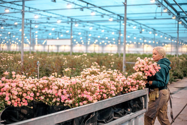 A female worker in an Rose Greenhouse in Holland stock photo