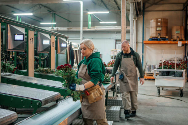 istock Two workers on an Rose Greenhouse production line in Holland 1393133085