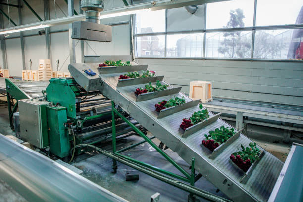 istock A rose factory production line 1393133134