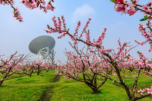 Blooming peach blossoms and astronomical radio telescope landscape in spring