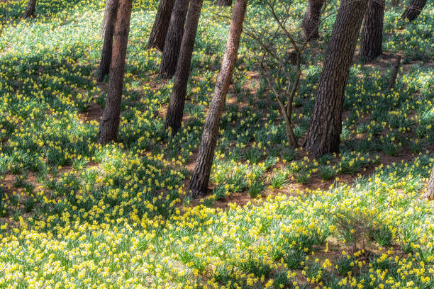 Field of daffodil flowers blossoming in Yu Gi Bang Gaok in Seosan, South Korea. Famous tourist attraction in spring.