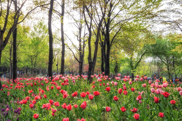 istock seoul forest tulip flowers 1393138497