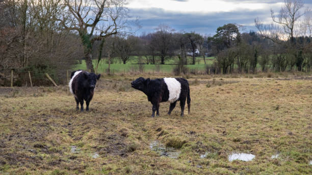 istock Two Belted Galloway Cattle cows standing in a scottish field at sunset in winter 1393139216