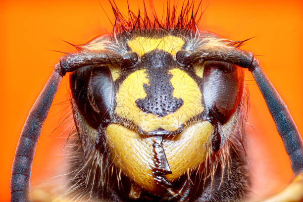 istock Extreme sharp and detailed study of wasp head 1393139254