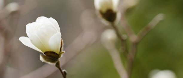 magnolia flower on a branch. blooming magnolia on a blurred background. close-up - focus on foreground magnolia branch blooming imagens e fotografias de stock