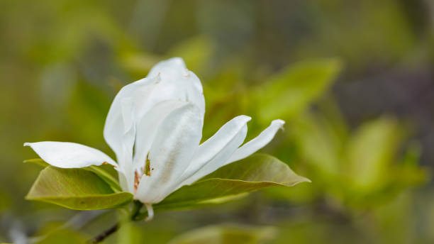 magnolia flower on a branch. blooming magnolia on a blurred background. close-up - focus on foreground magnolia branch blooming imagens e fotografias de stock