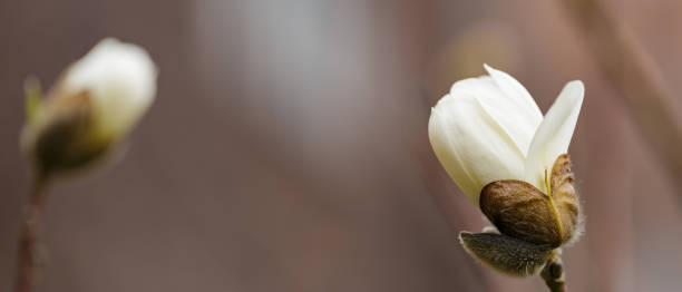 magnolia flower on a branch. blooming magnolia on a blurred background. close-up - focus on foreground magnolia branch blooming imagens e fotografias de stock